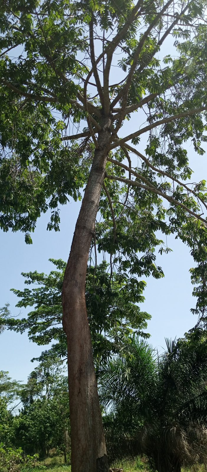 Farms and forest in the Ahafo Region