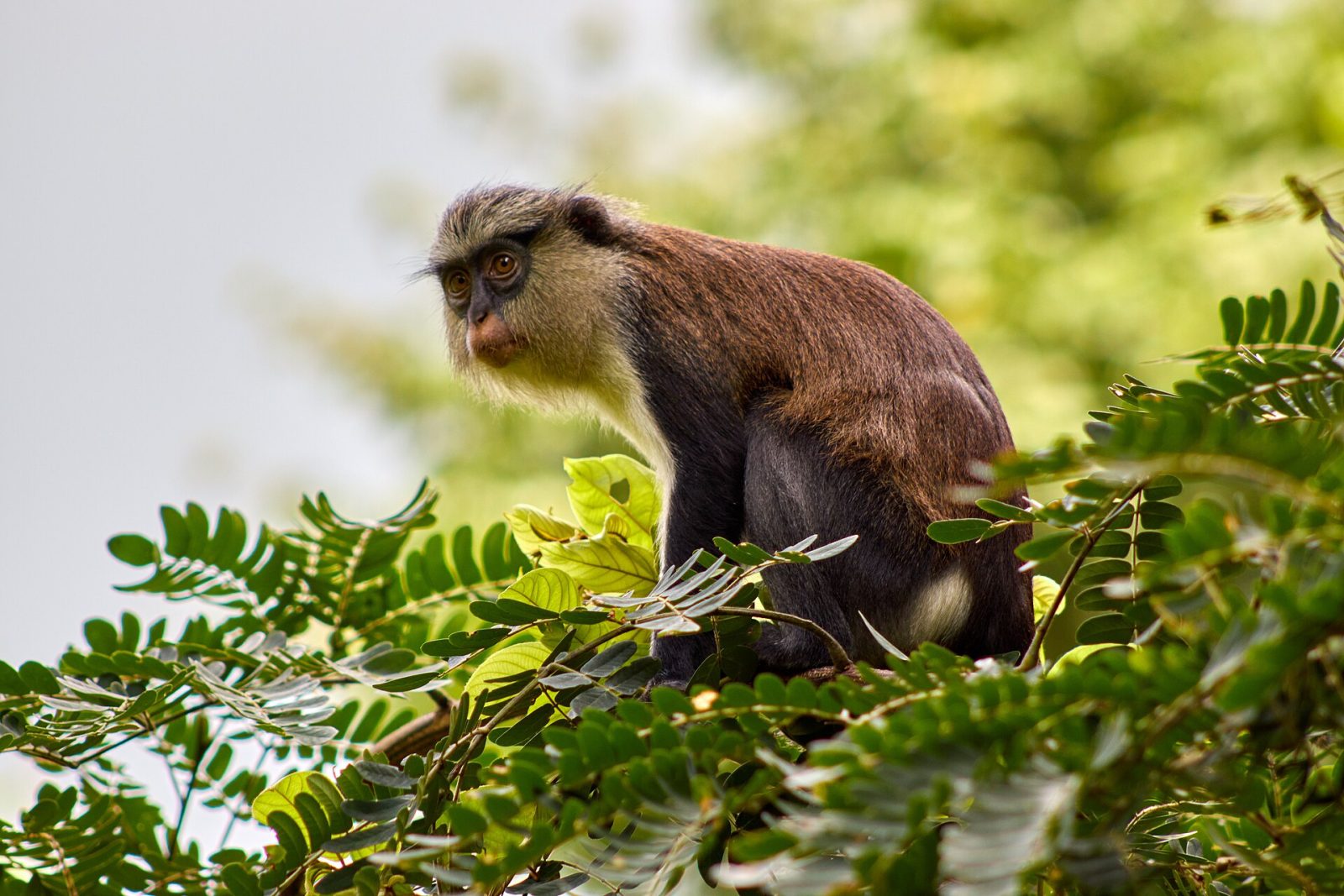 A monkey on top of a tree at the Tafi Atome Monkey Sanctuary in the Volta Region of Ghana