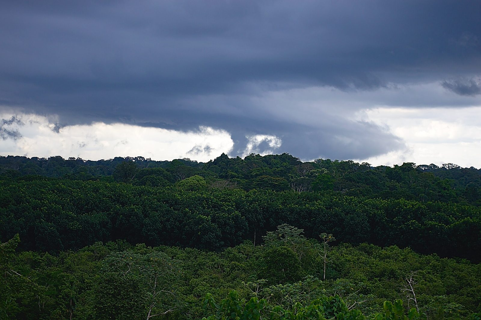 Rainforest in the Ankasa Conservation Area