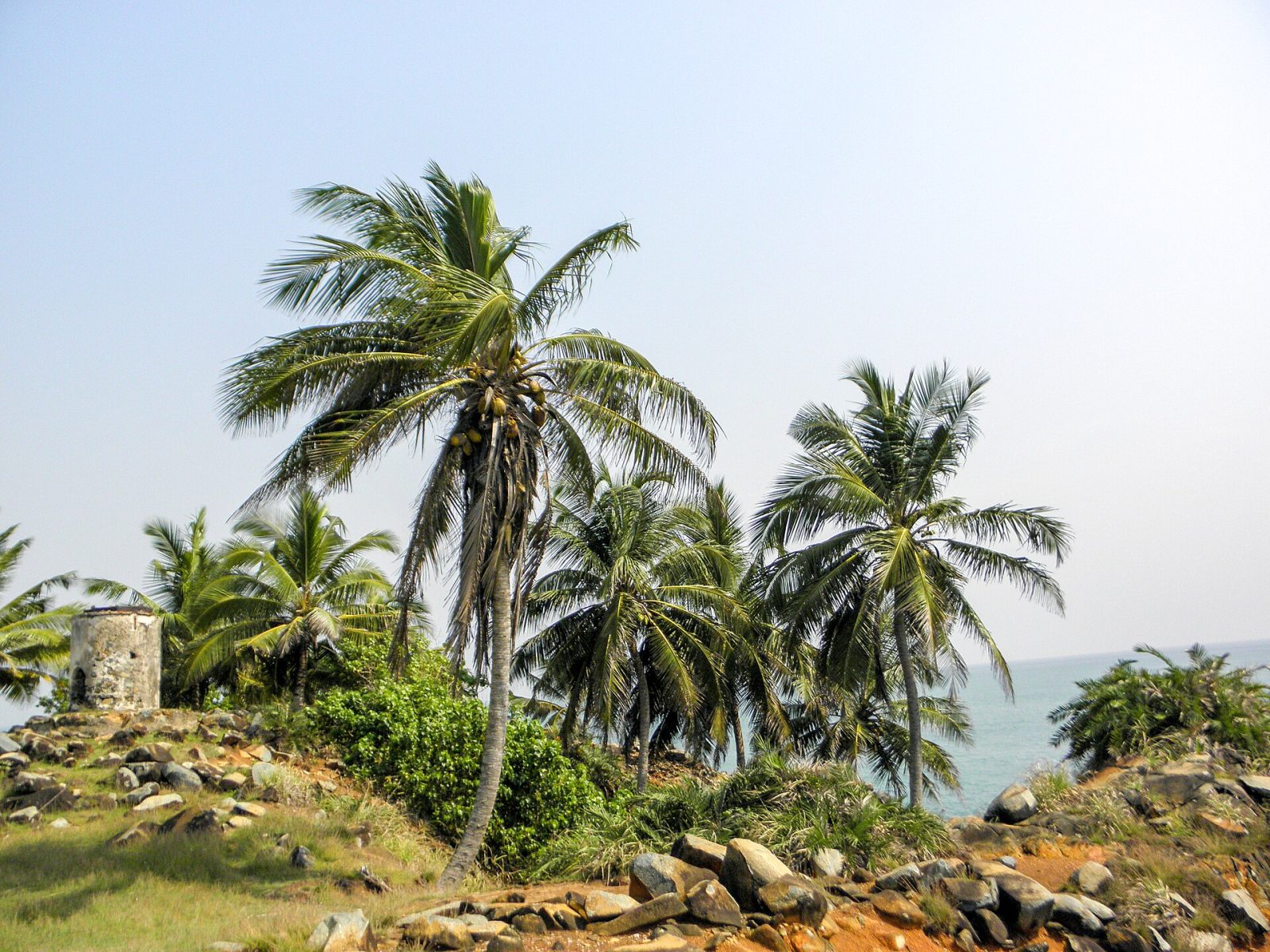 Palms on the headland at Cape Three Points, by the ruin of the first lighthouse