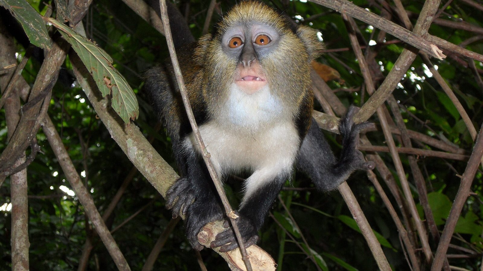 Cercopithecus mona, Boabeng Fiema, Monkey Sanctuary, Ghana