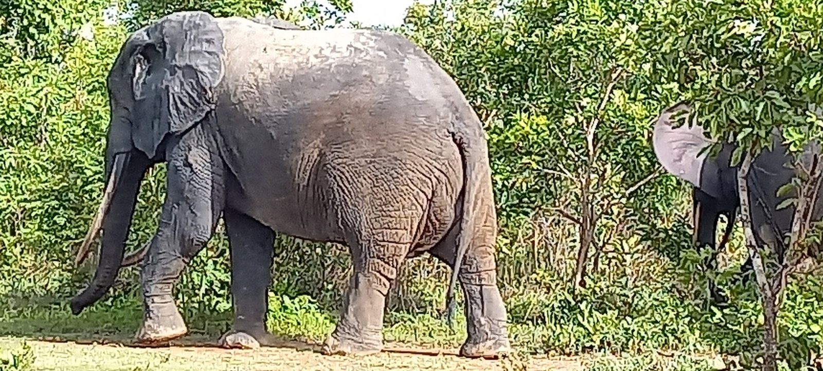 Elephants among the trees in Mole National Park