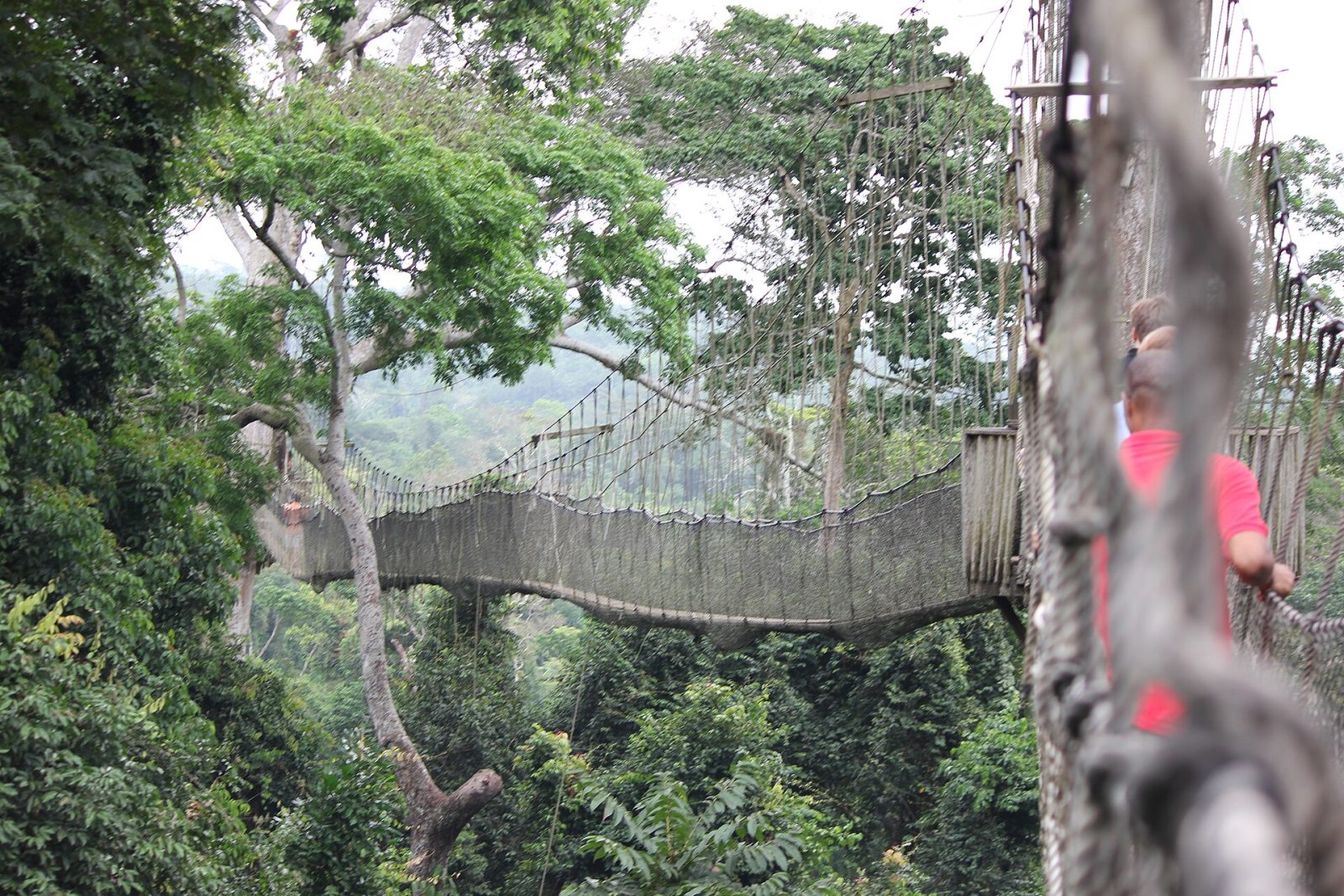 Rope bridges of the canopy walkway above the Kakum rainforest