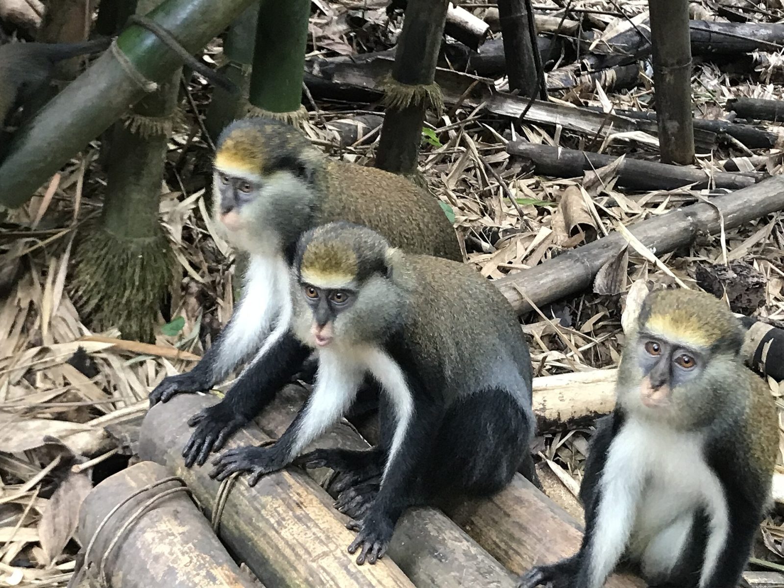 Lovely monkeys at Duasidan monkey sanctuary , Dormaa