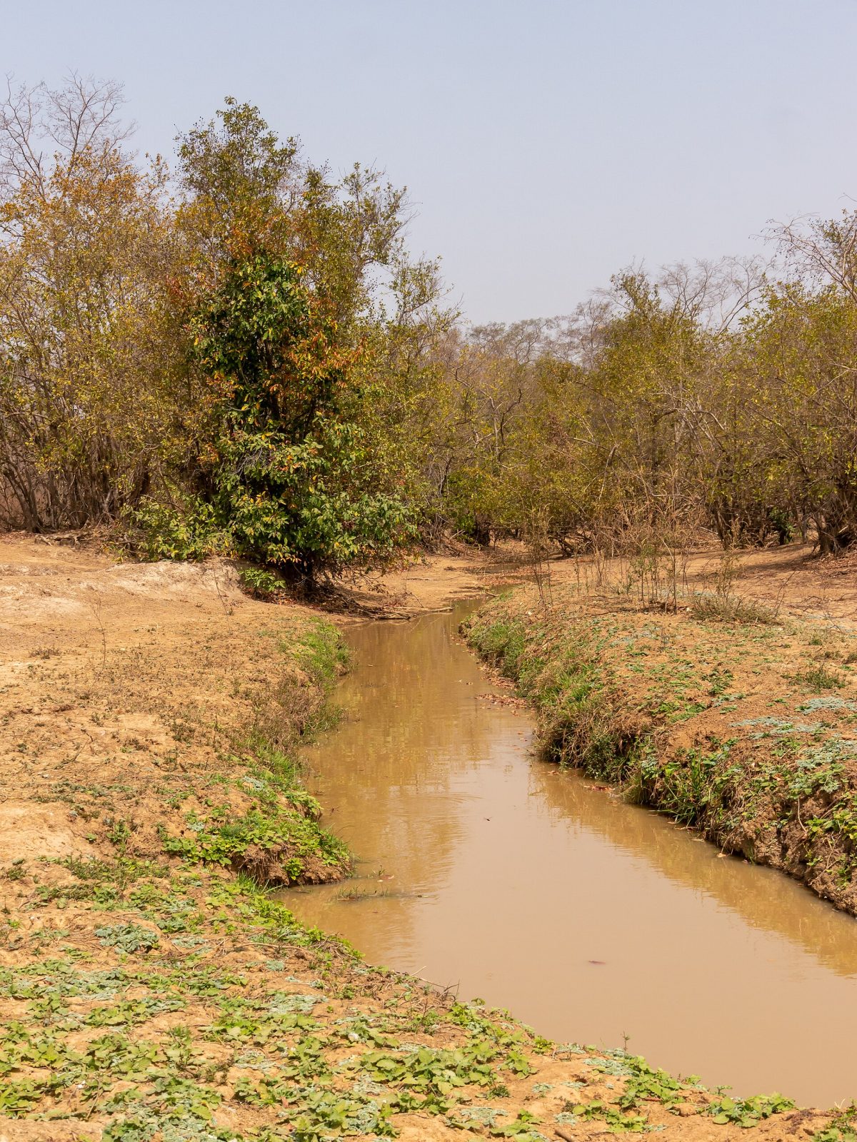 Mole National Park, West Gonja