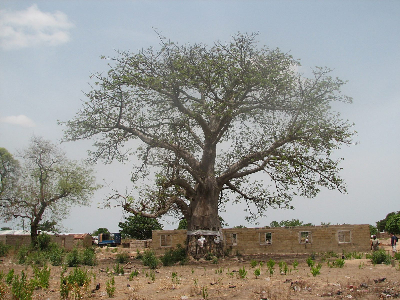 Salaga Slave Tree