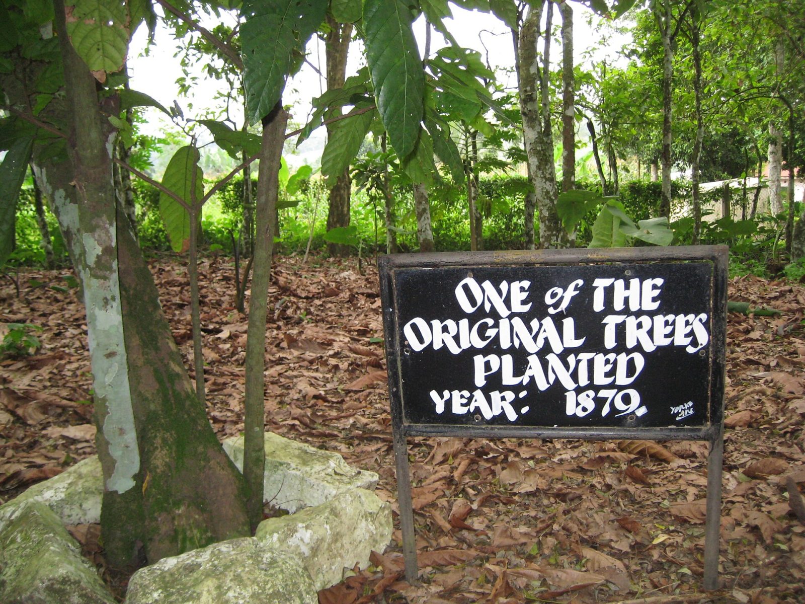 Tetteh Quarshie Cocoa Farm, One of the original trees, planted 1879