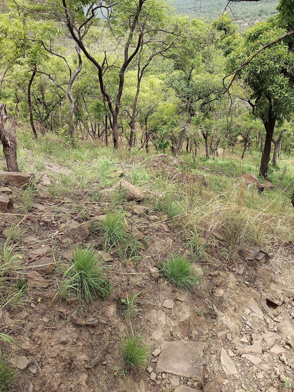 Top view of the Gambaga escarpment in North-East of Ghana
