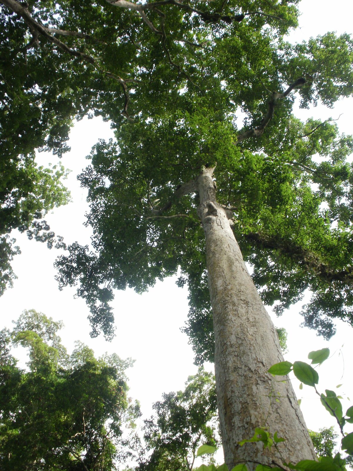 Trees in Bia Forest