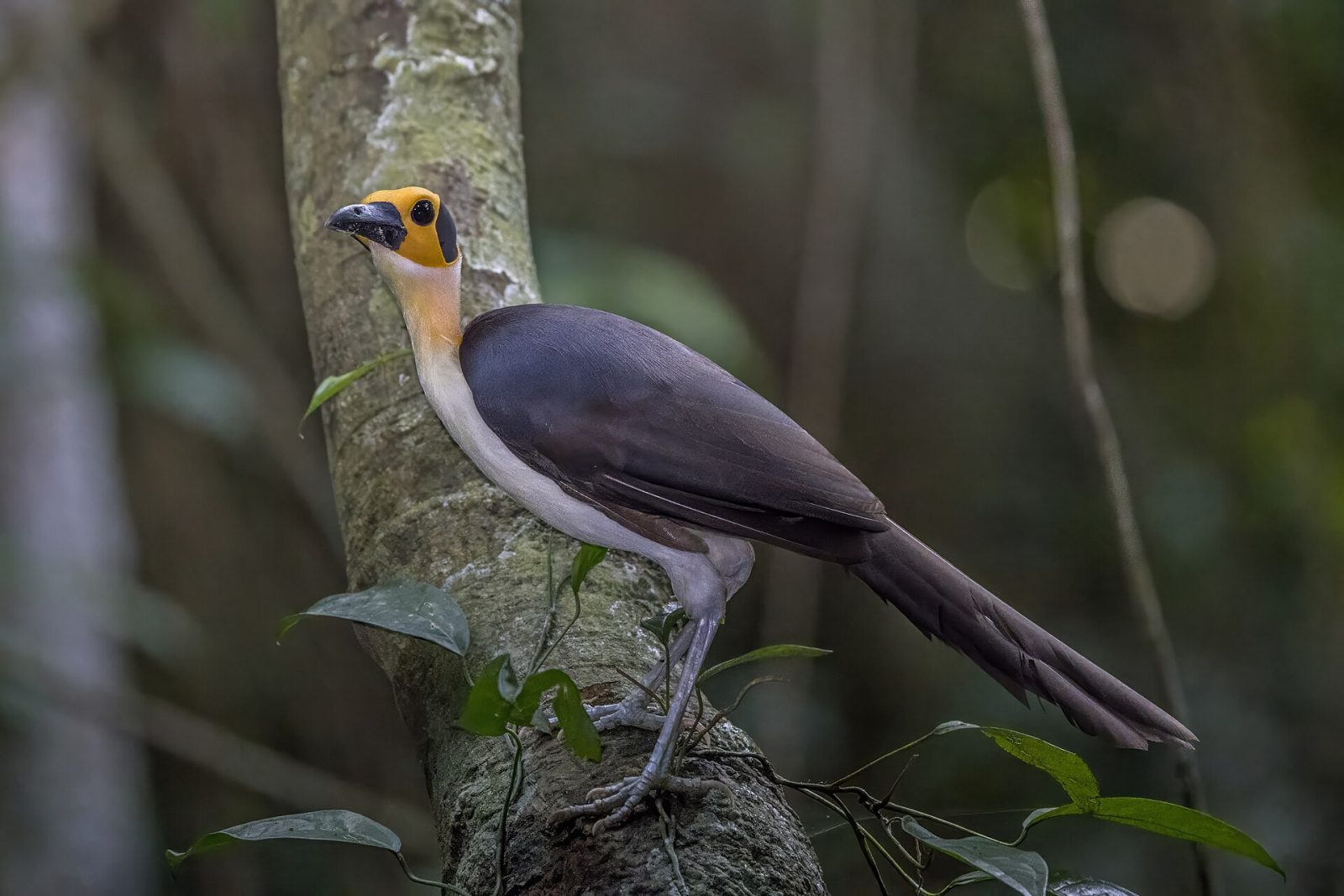 A white-necked rockfowl in Ghanaian forest